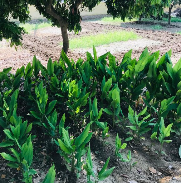 Lakeview Harmony Homestay