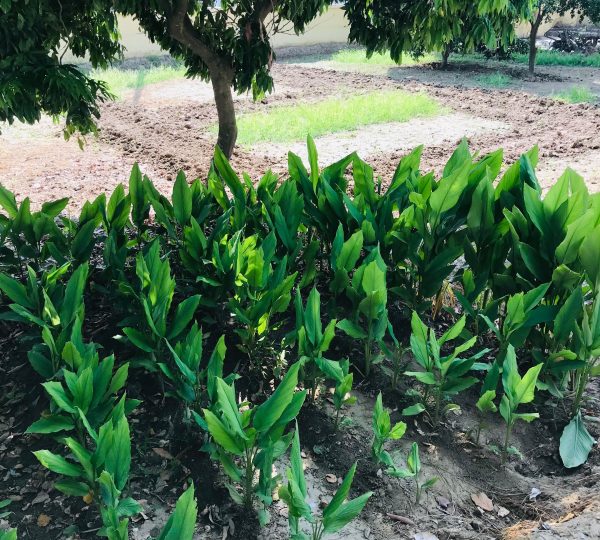 Lakeview Harmony Homestay